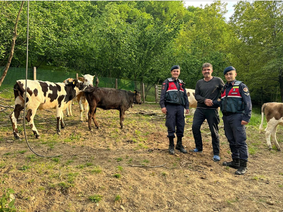 Hendek'de kaybolan hayvanları jandarma buldu